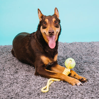 Pet Toys